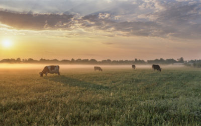 Carbon emissions from fertilizers could be reduced by as much as 80% by 2050