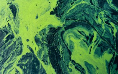 Scientists warn of ‘phosphogeddon’ as critical fertiliser shortages loom