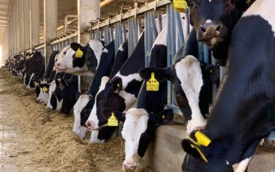 Greenhouse gas emissions from dairy manure management: a review of field-based studies