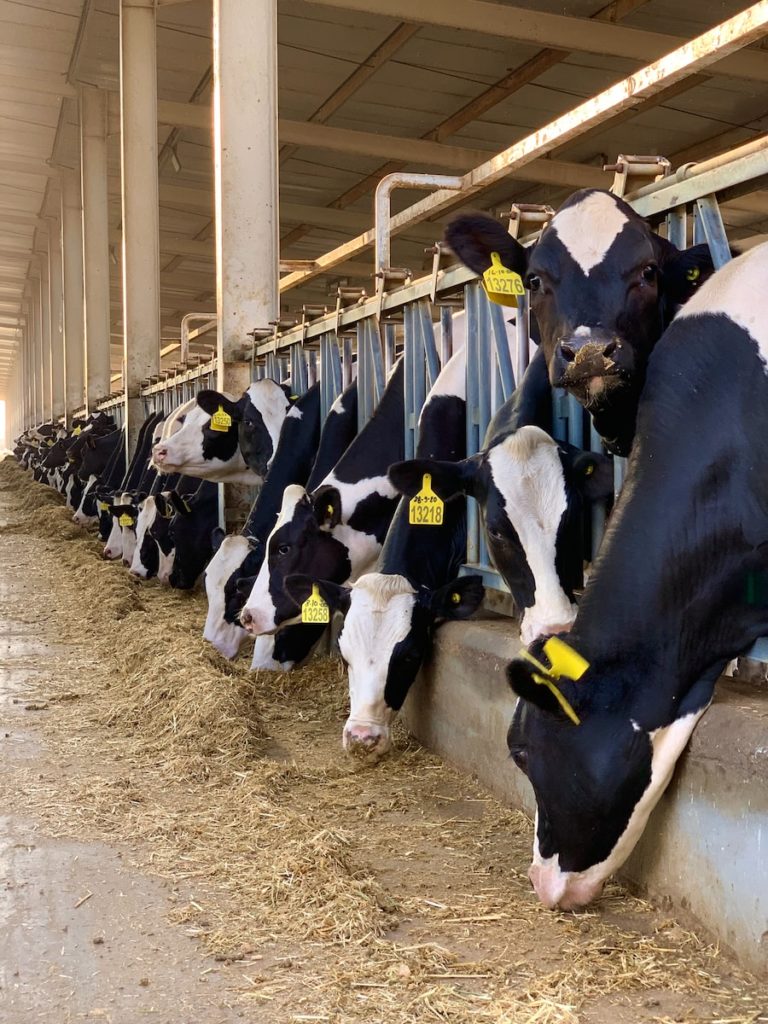 Greenhouse gas emissions from dairy manure management: a review of field-based studies