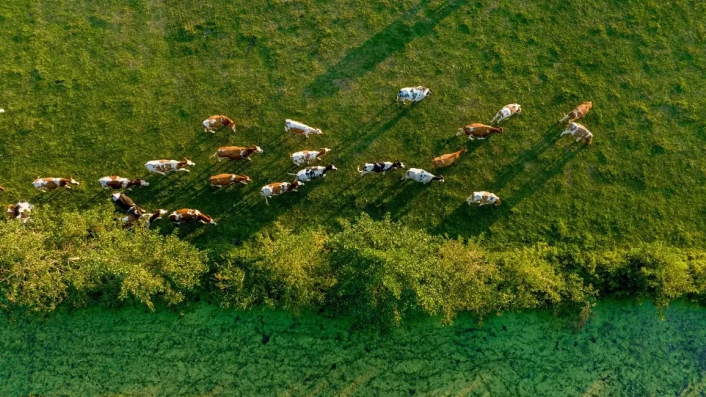 From grass to glass: The future for dairy companies on the path to net zero