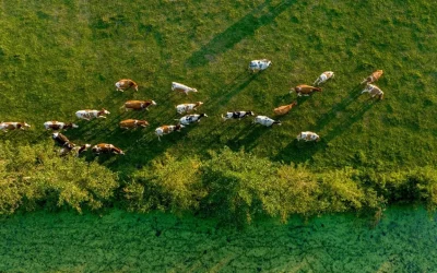 From grass to glass: The future for dairy companies on the path to net zero